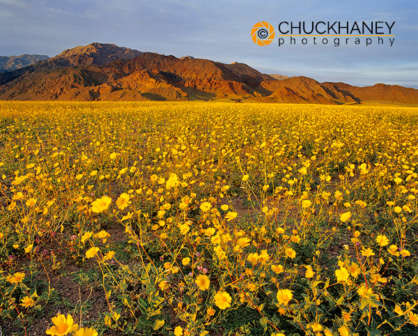 Vast Field of Desert Gold Wildflowers in Death Valley National Park in California