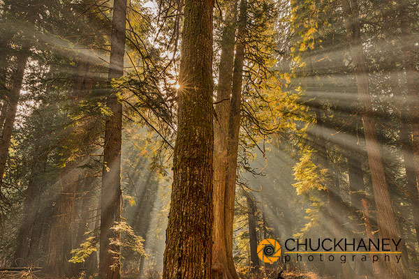 Sun rays penetrate the forest floor at Ross Creek Cedar Grove in the Kootenai National Forest, Montana, USA