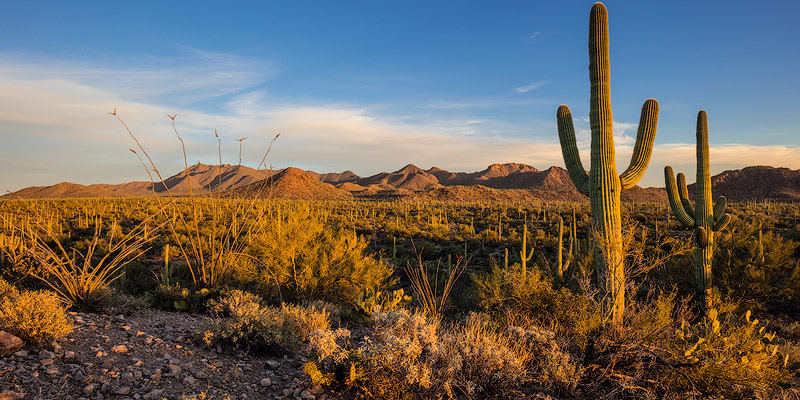 Saguaro cactus dominate the landscape at Saguaro National Park in Tucson, Arizona, USA