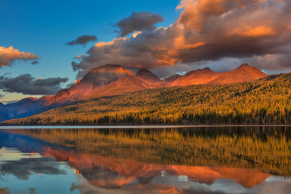 Sunset light on autumn tamarck trees over Bowman Lake in Glacier National Park, Montana