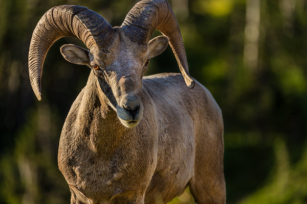 Bighorn sheep ram at Logan Pass in Glacier National Park, Montana