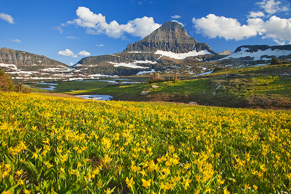 Glacier lillies carpet the meadows at Logan Pass in Glacier National Park in Montana