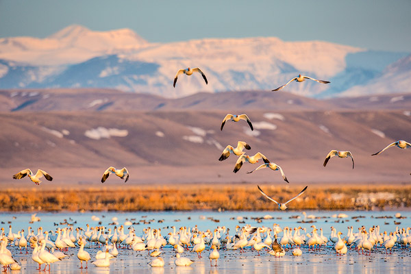 Snow geese take off from pond at Freezeout Lake WMA near Fairfield, Montana, USA