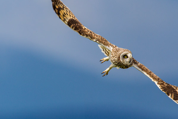 Short eared owl at Ninepipe WMA near Ronan, Montana