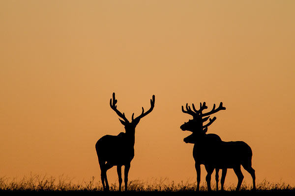 Bull elk silhouetted aginst the sunrise in Theodore Roosevelt National Park, North Dakota, USA