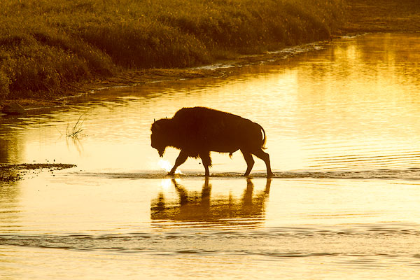 buffalo, bison, Theodore Roosevelt National Park, wildlife, river crossing, Little Missouri River,