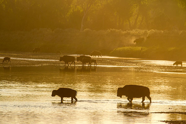Bison crossing the Little Missouri River in Theodore Roosevelt National Park, North Dakota, USA
