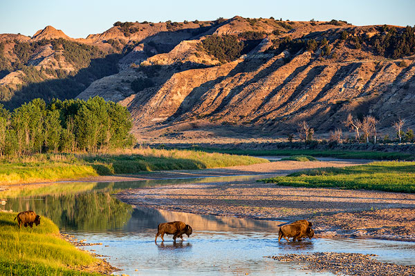 Bison crossing the Little Missouri River in Theodore Roosevelt National Park, North Dakota, USA