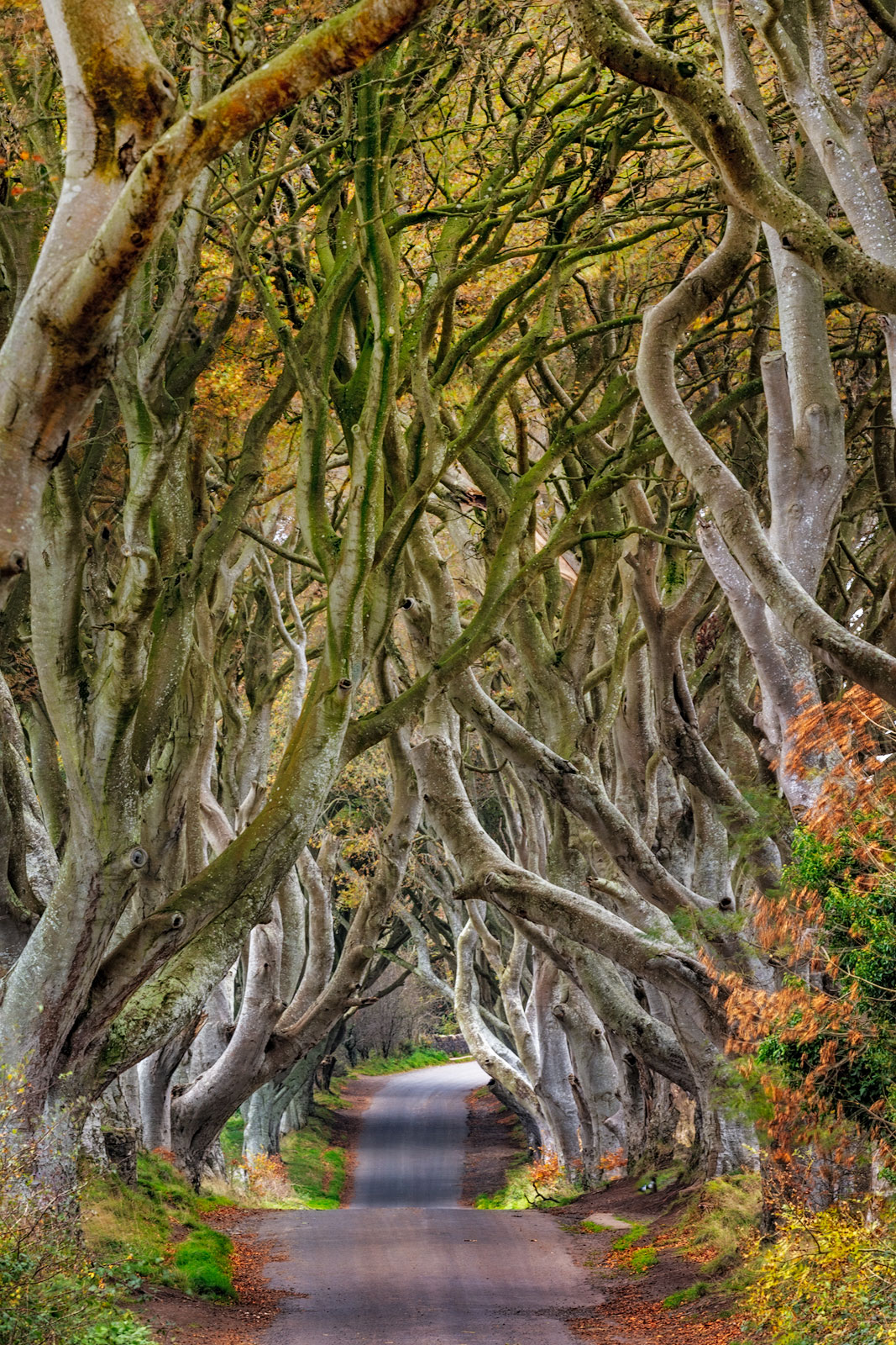 The Dark Hedges in County Antrim, Northern Ireland