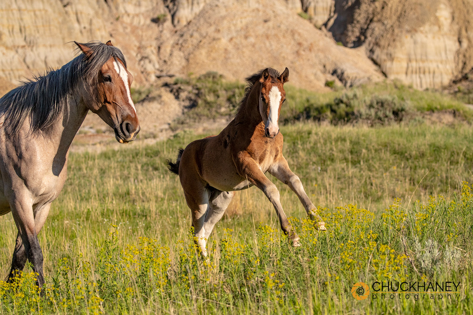 Theodore Roosevelt National Park Photo Chuck Haney Outdoor