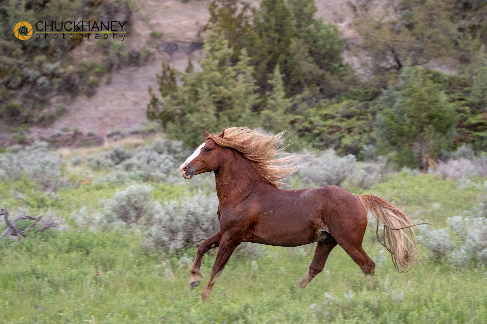 Theodore Roosevelt National Park Photo Workshop - Chuck Haney Outdoor
