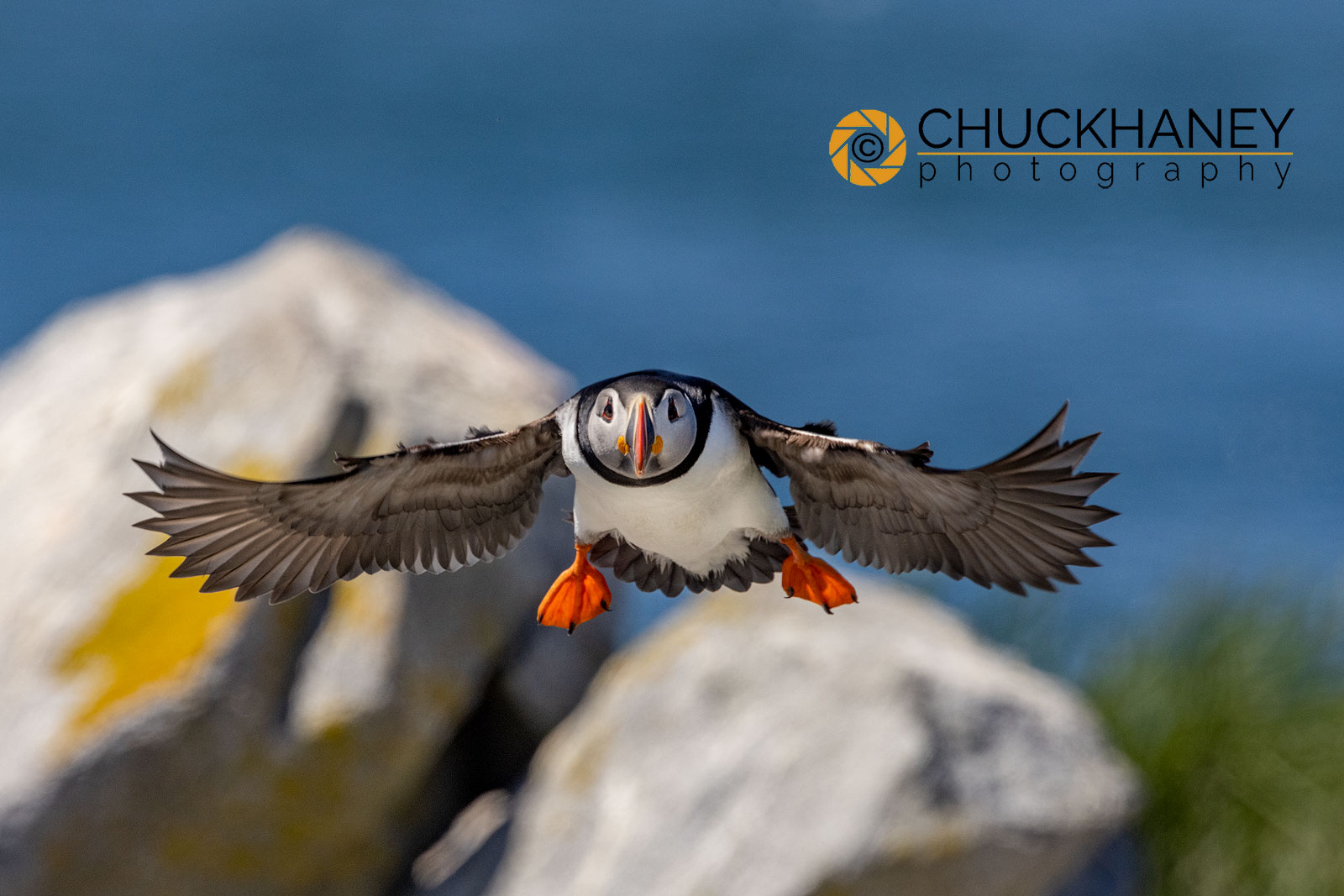 Atlantic Puffins in fligtht on Machias Seal island, Maine, USA Acadia National Park by Chuck Haney