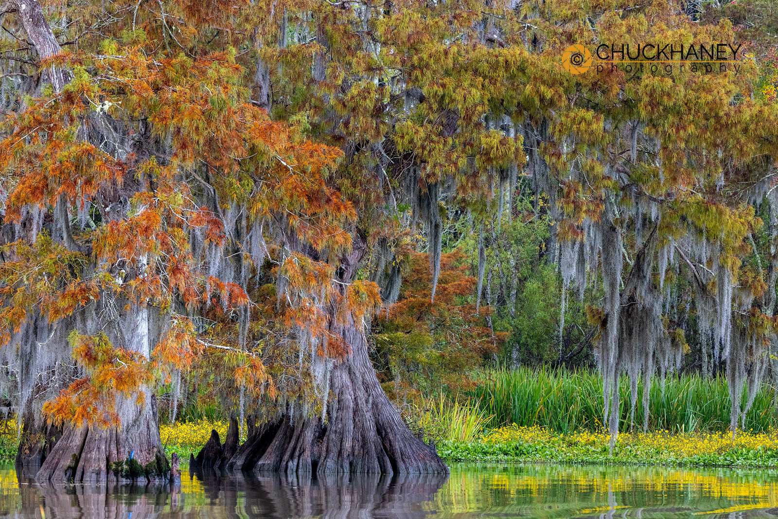 Escape to Louisiana's Cypress Bend: Where Serenity Meets Adventure