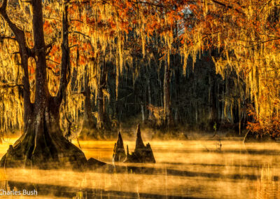 Lake Dauterive Cypress Trees in Sunlit Fog - photo by Chuck Haney