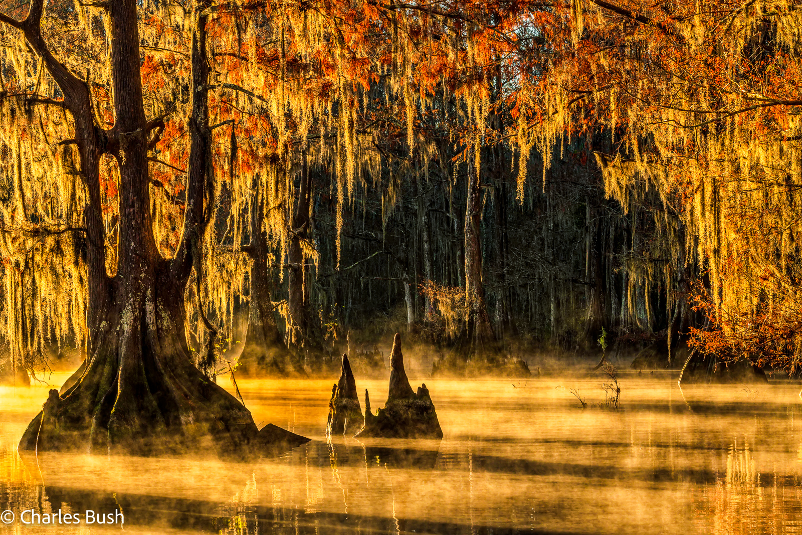 Lake Dauterive Cypress Trees in Sunlit Fog Lake Dauterive Cypress Trees in Sunlit Fog - photo by Chuck Haney