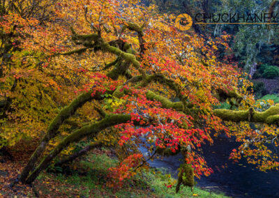 Colorful autumn maples along Humbug Creek in Clatsop County, Oregon, USA