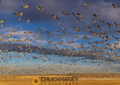 Snow Geese during spring migration at Freezeout Lake WMA near Choteau, Montana, USA