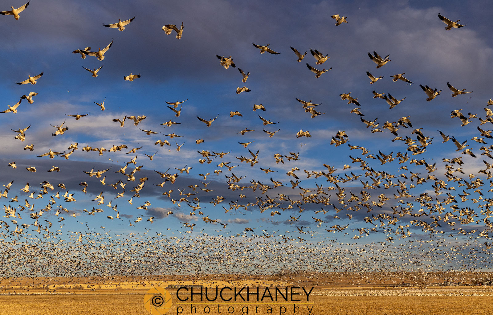 Snow Geese during spring migration at Freezeout Lake WMA near Choteau, Montana, USA